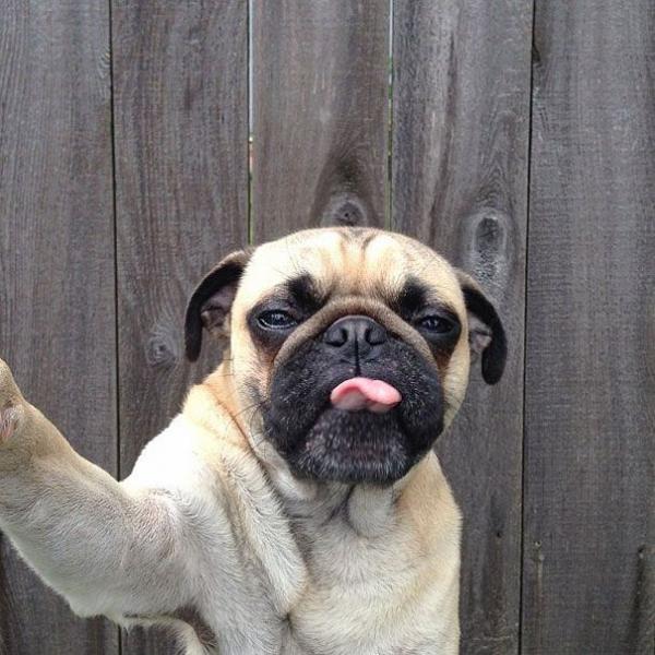 animal selfie 2