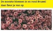 Blog 'De mooiste bloemen in en rond Brussel'